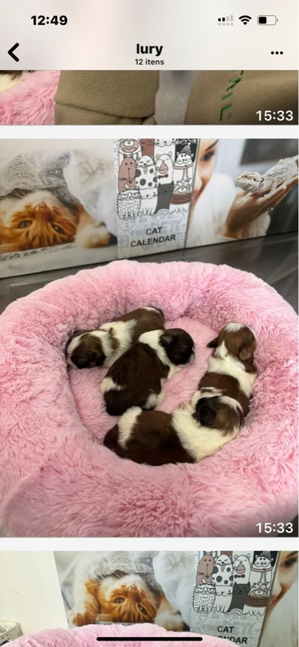Filhotes Shih Tzu disponíveis!