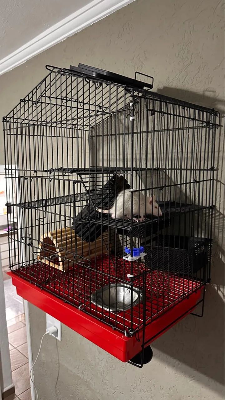 Gaiola para roedores - Foto 2