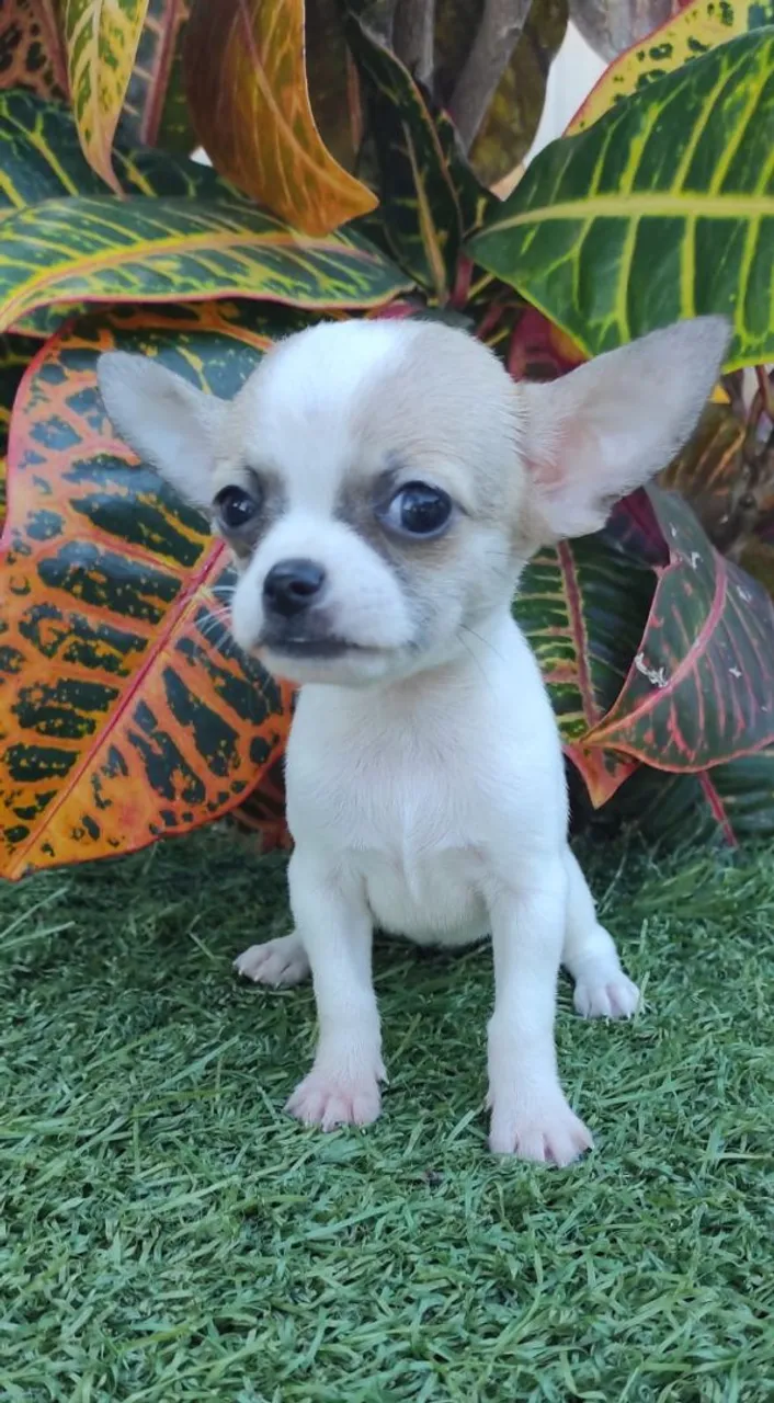 Filhote de Chihuahua Fêmea- Uma dose de fofura!