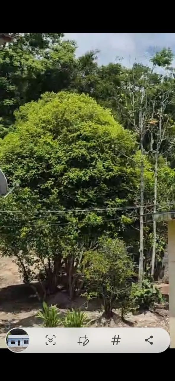 ?Sítio com piscina, loja e área de plantio - oportunidade única!?<br> - Foto 2