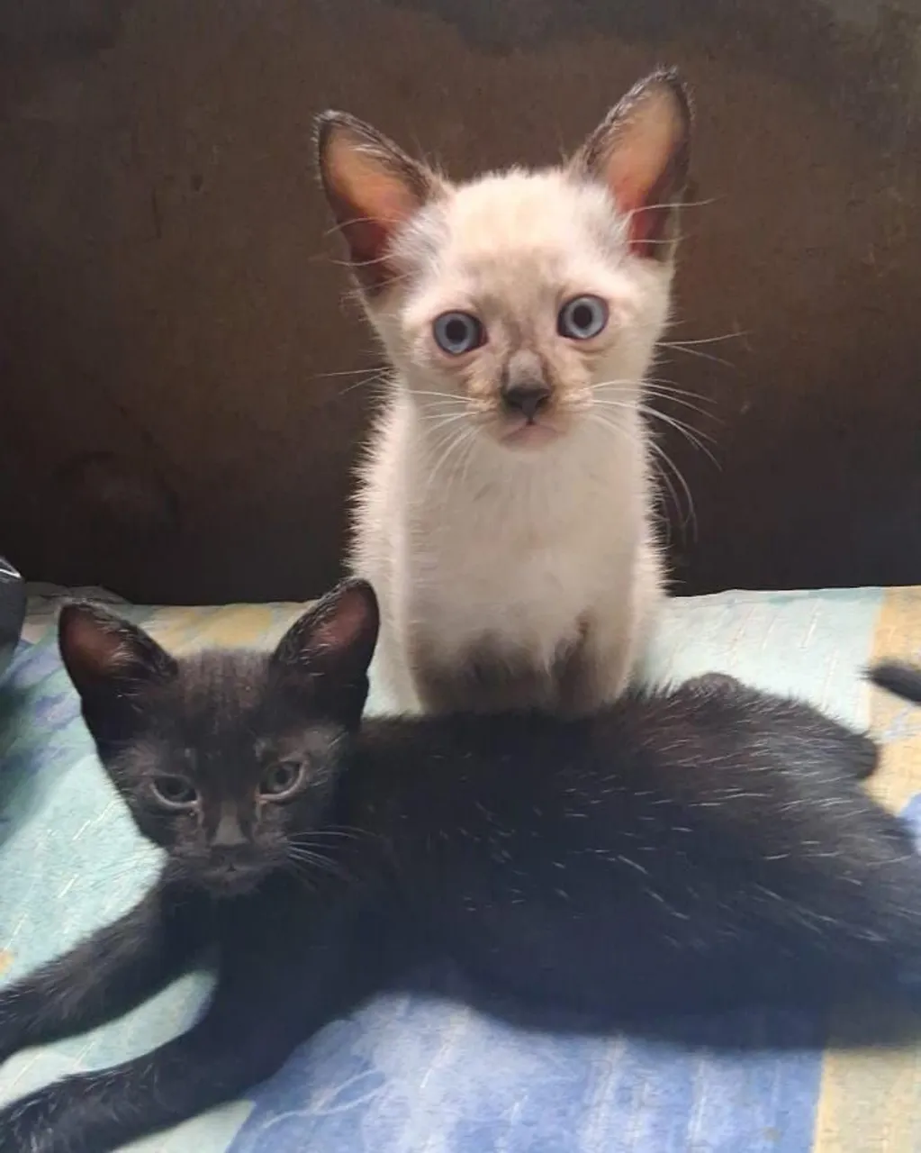 DOA-SE  GATINHOS! ?  
