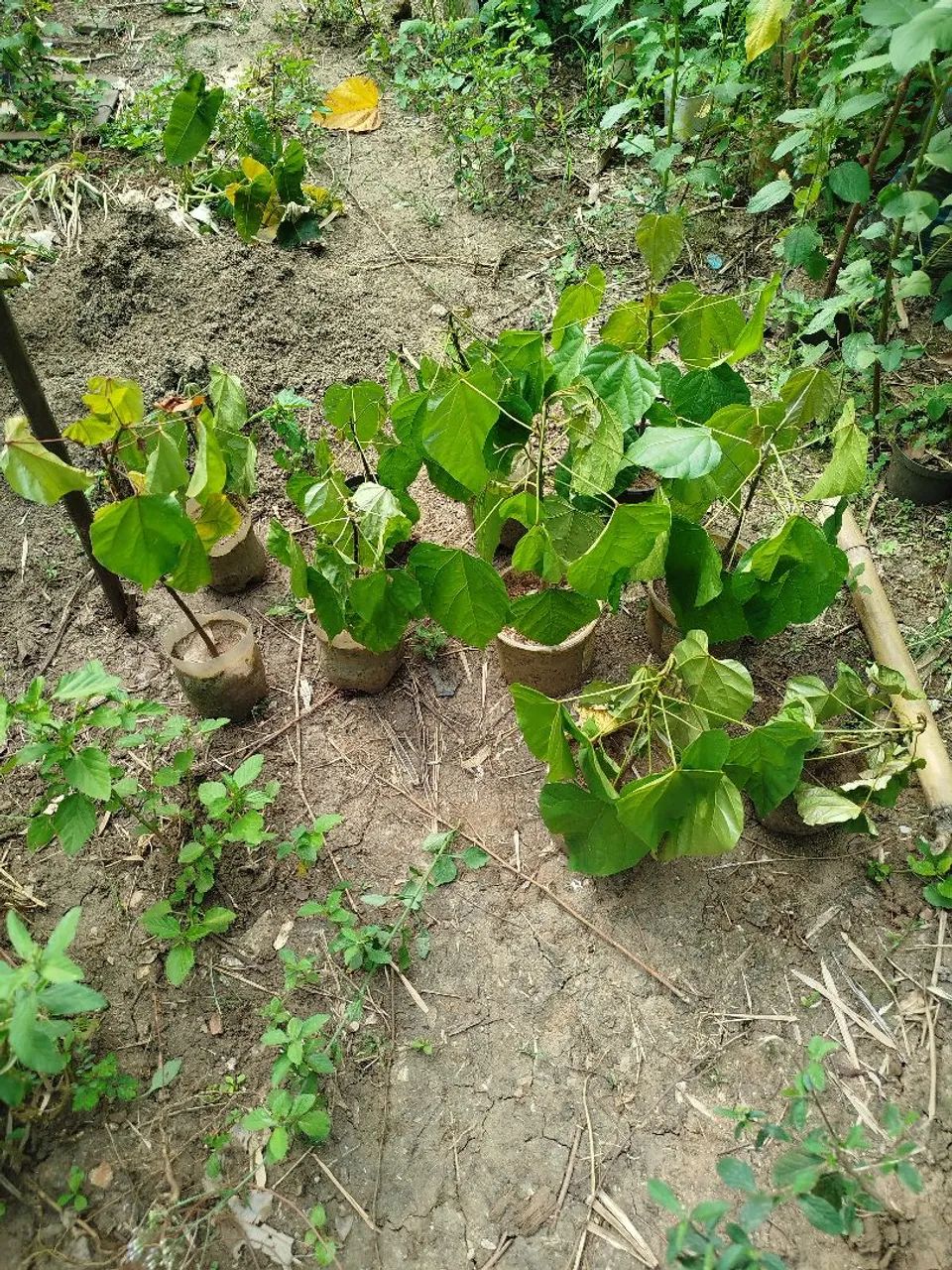 Mudas de colorau urucum  - Foto 3