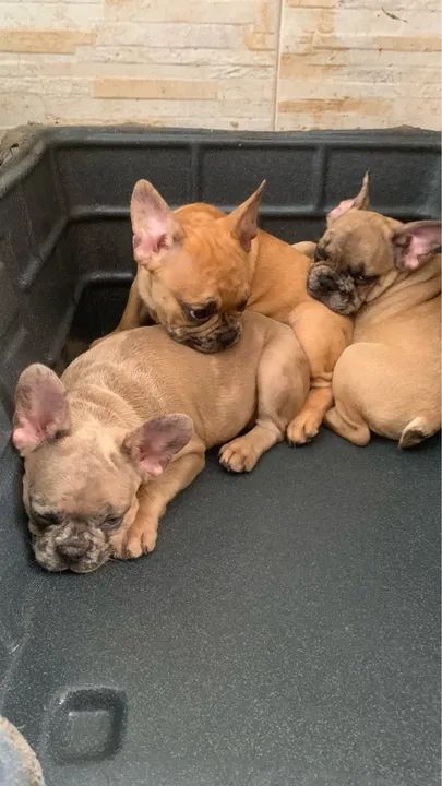 Filhotes de Bulldog Francês merle