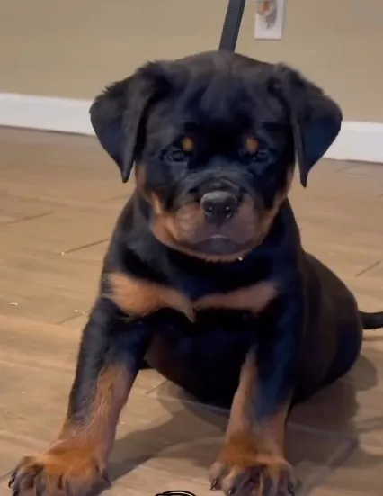 SE TIVER INTERESSE CHAMA NO WHATSAPP DA DESCRIÇÃO (ROTTWEILER ALEMÃO).