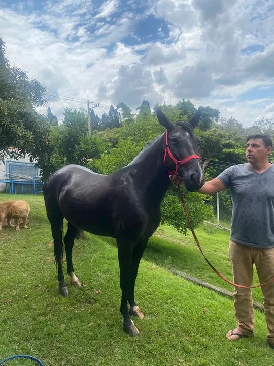 Cavalo mineiro registrado - Foto 4