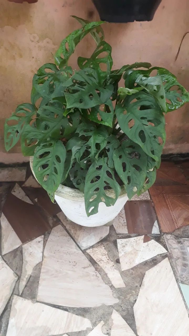 Planta Monstera Adansonii