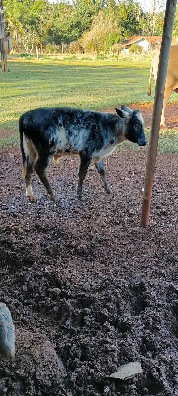 Vendo Novilha e bezerro 3100 reais os dois 