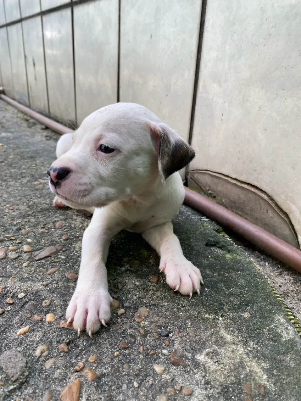 Filhote Pitbull