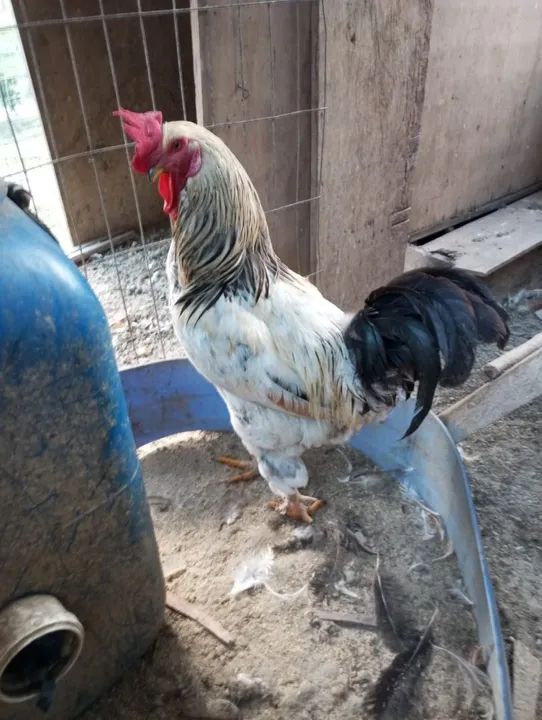Galo caipira com brama 