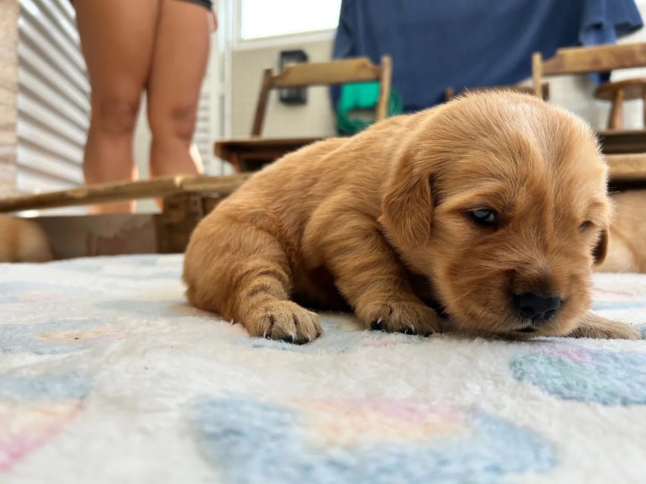 Filhote Golden Retriever