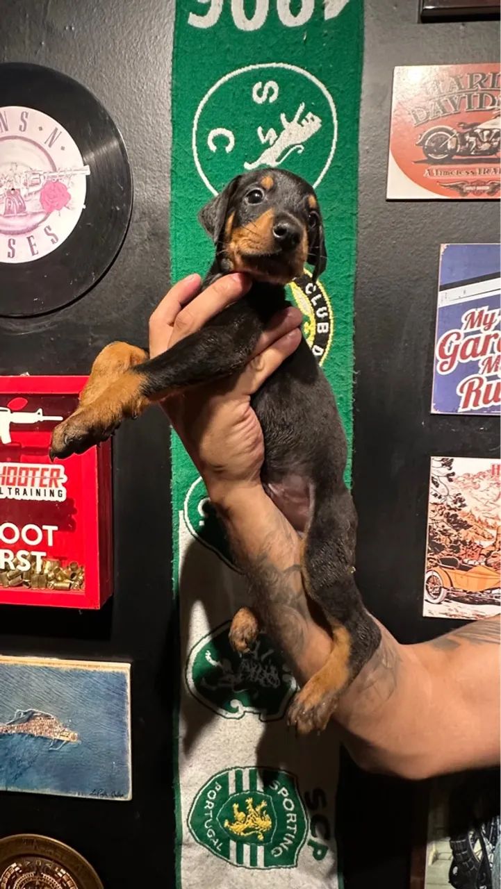 Dobermann filhote - Foto 5