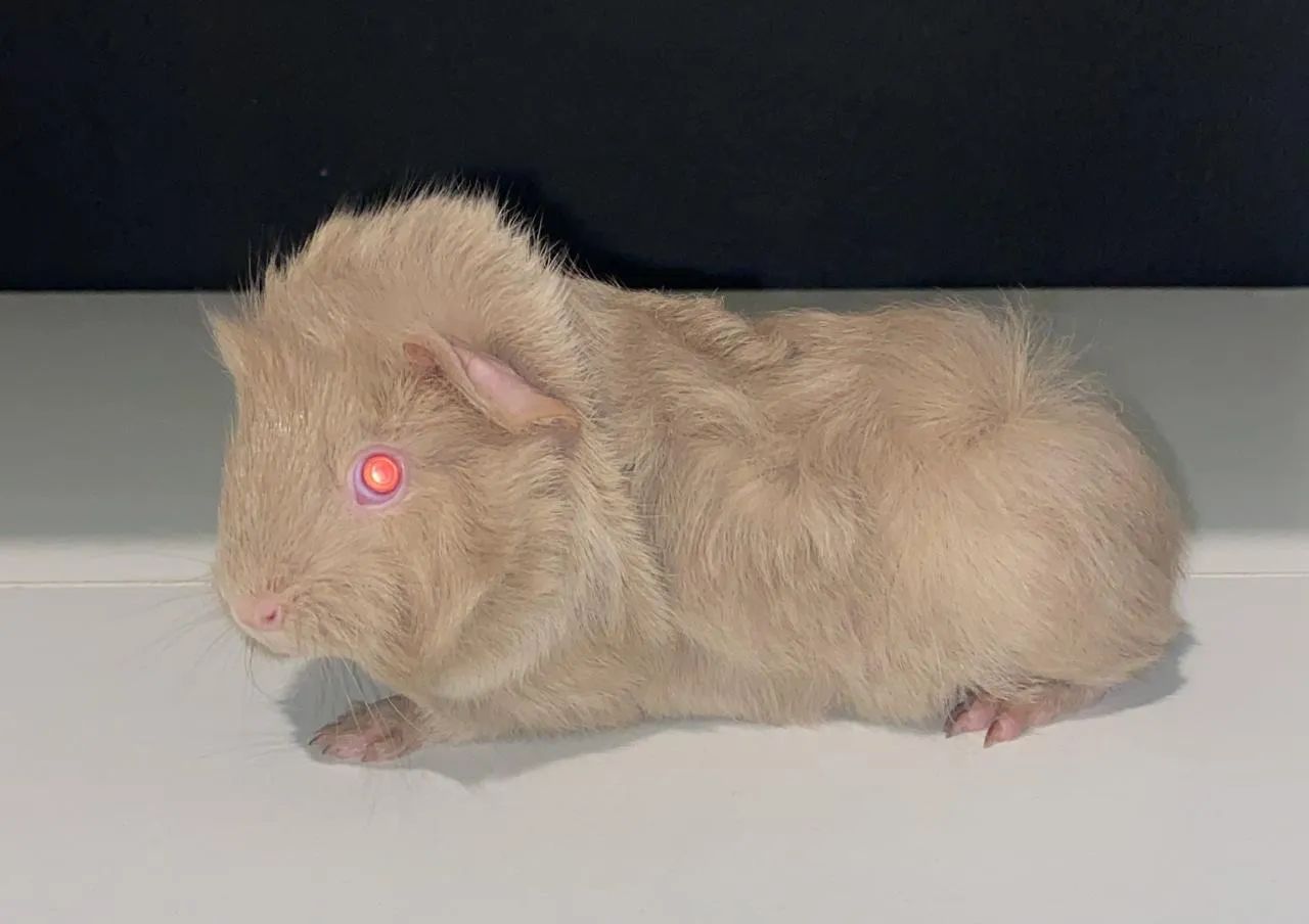 Porquinho da índia pelo longo 