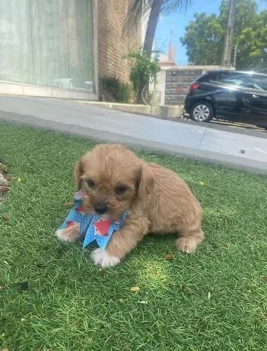 Shit zu com poodle caminha brinde zap (85)99990.2592