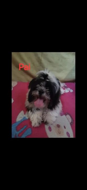 Filhote Shih Tzu - Fofo e Carinhoso - Foto 5