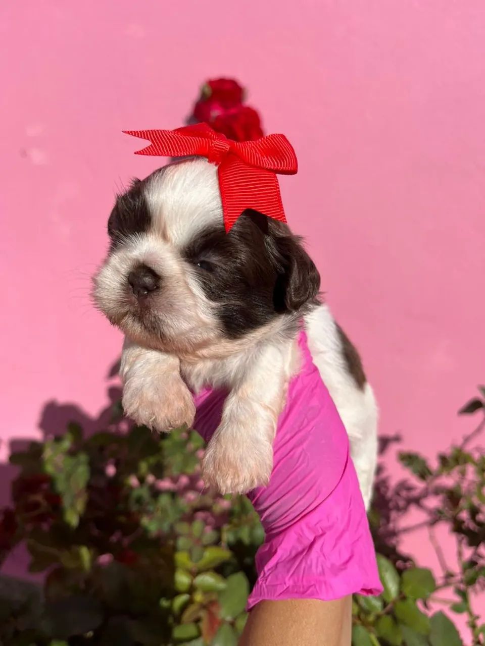 Shih Tzu Fêmea pelagem branca e chocolate, olhos verdes - Canil Best Friend - Foto 4