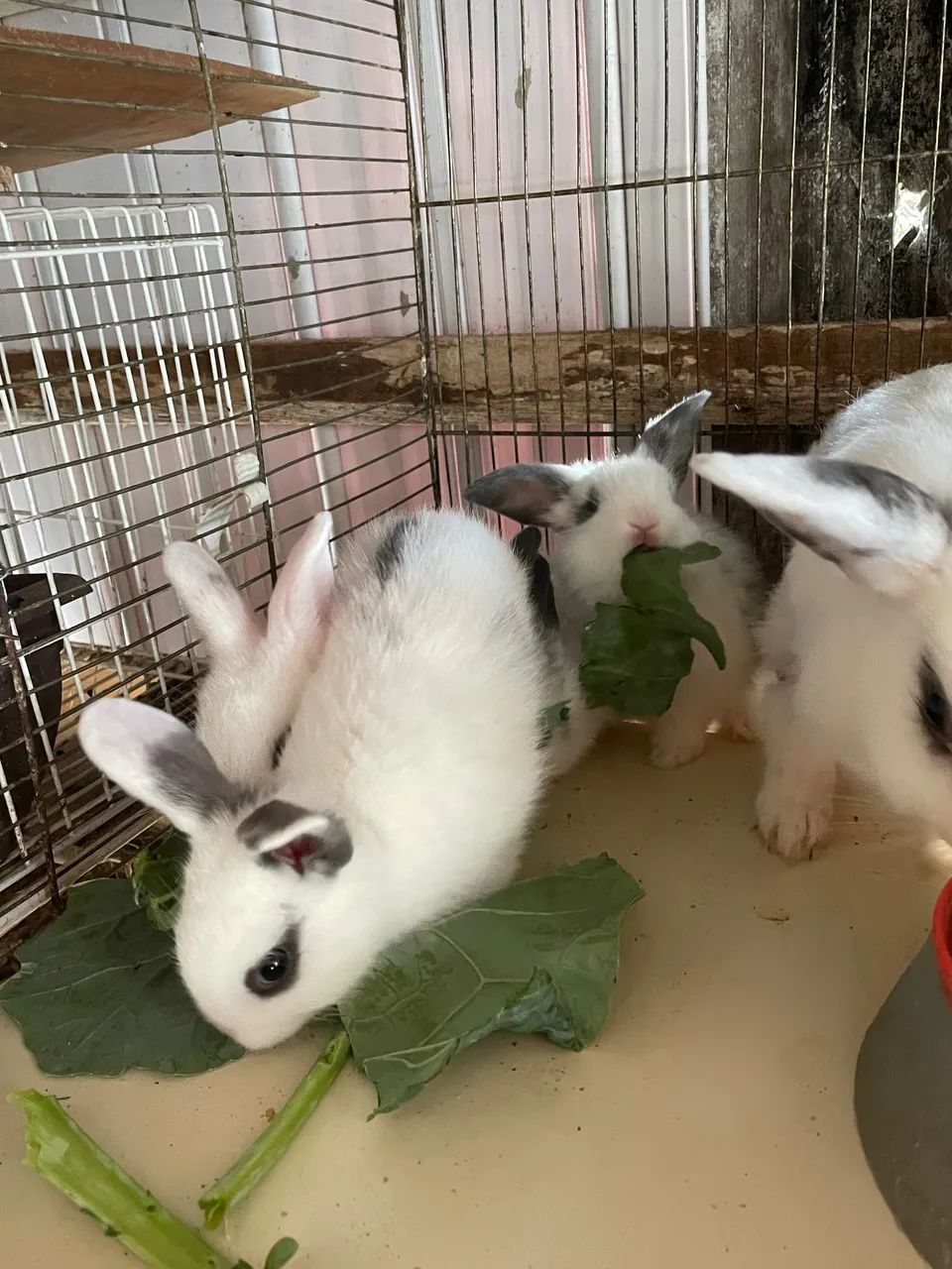 Coelhinhos Filhotes - Lindos e Saudáveis ? - Foto 2