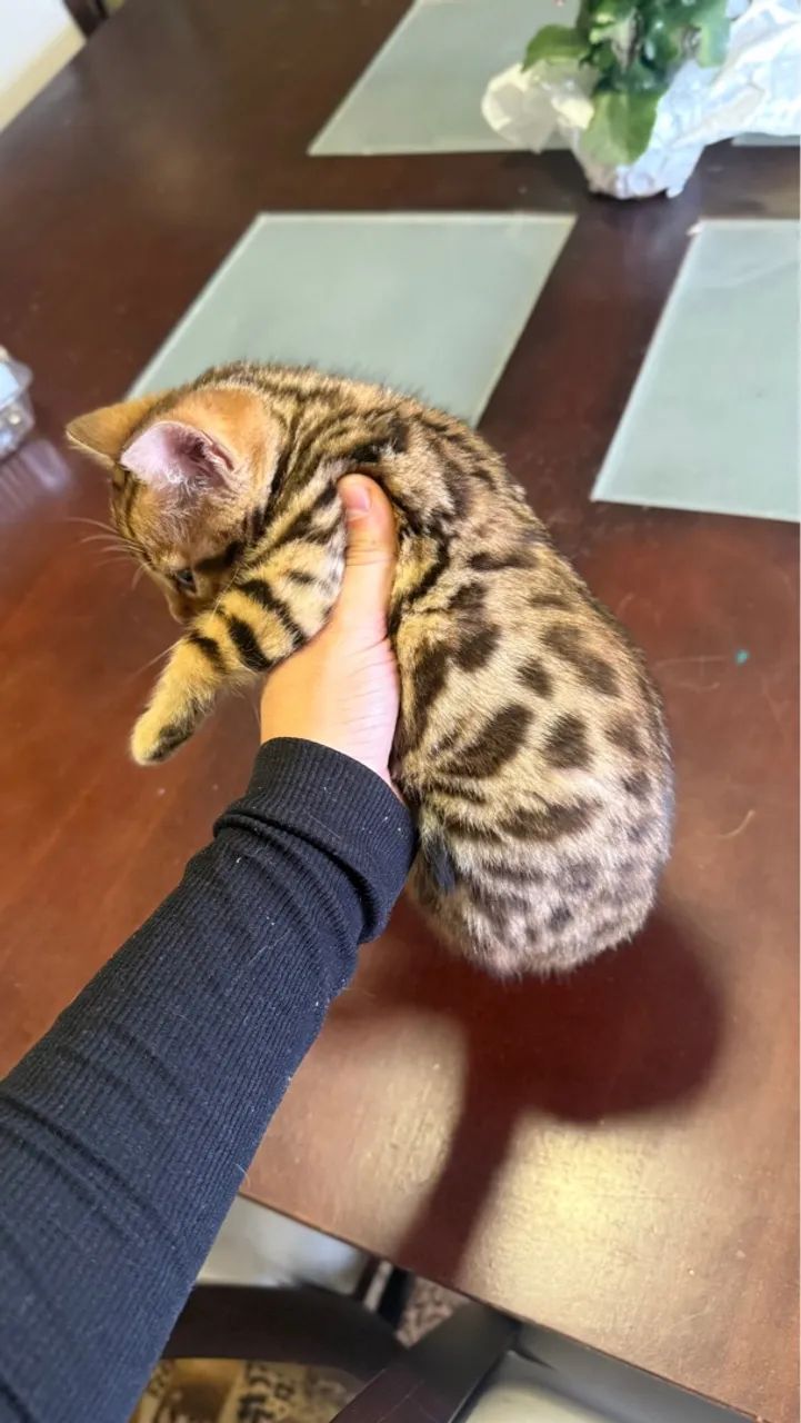 Filhote de Bengal: macho já será entregue castrado - Foto 2