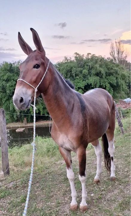 Burro marcha picada  - Foto 4