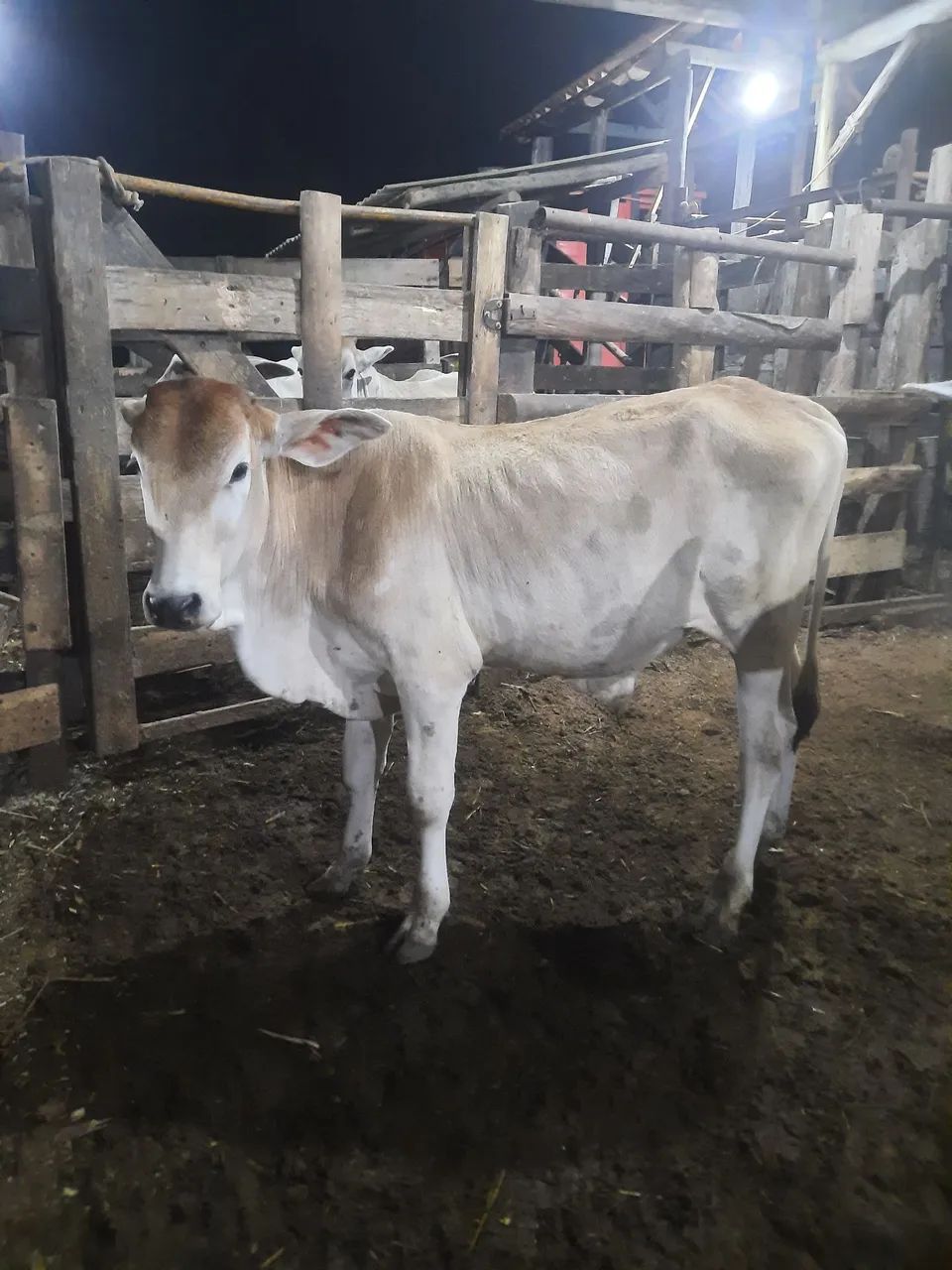 Novilho mestico manso 