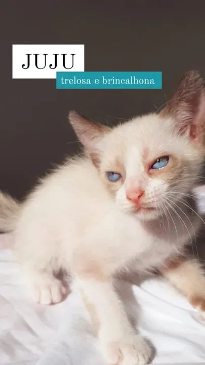 Gatinhas para Adoção Castradas - Foto 2