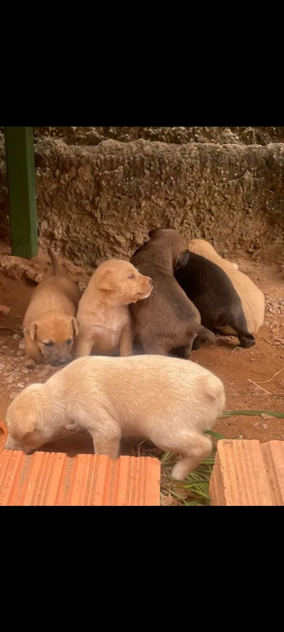 Filhotes de cachorro adoráveis para adoção!
