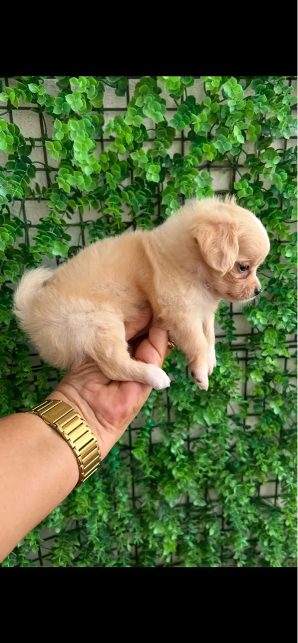 Chihuahua pelo longo miniatura macho!