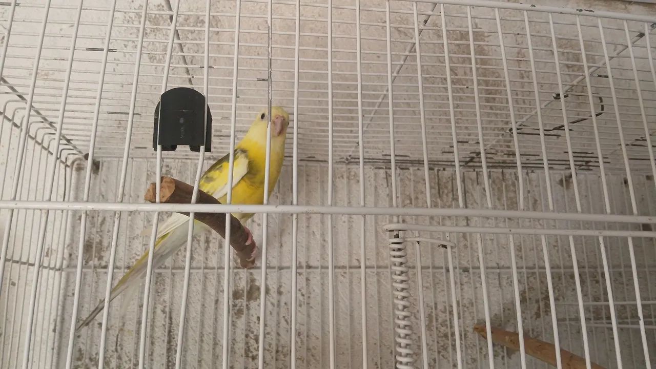 Gaiolas 64314061510530123