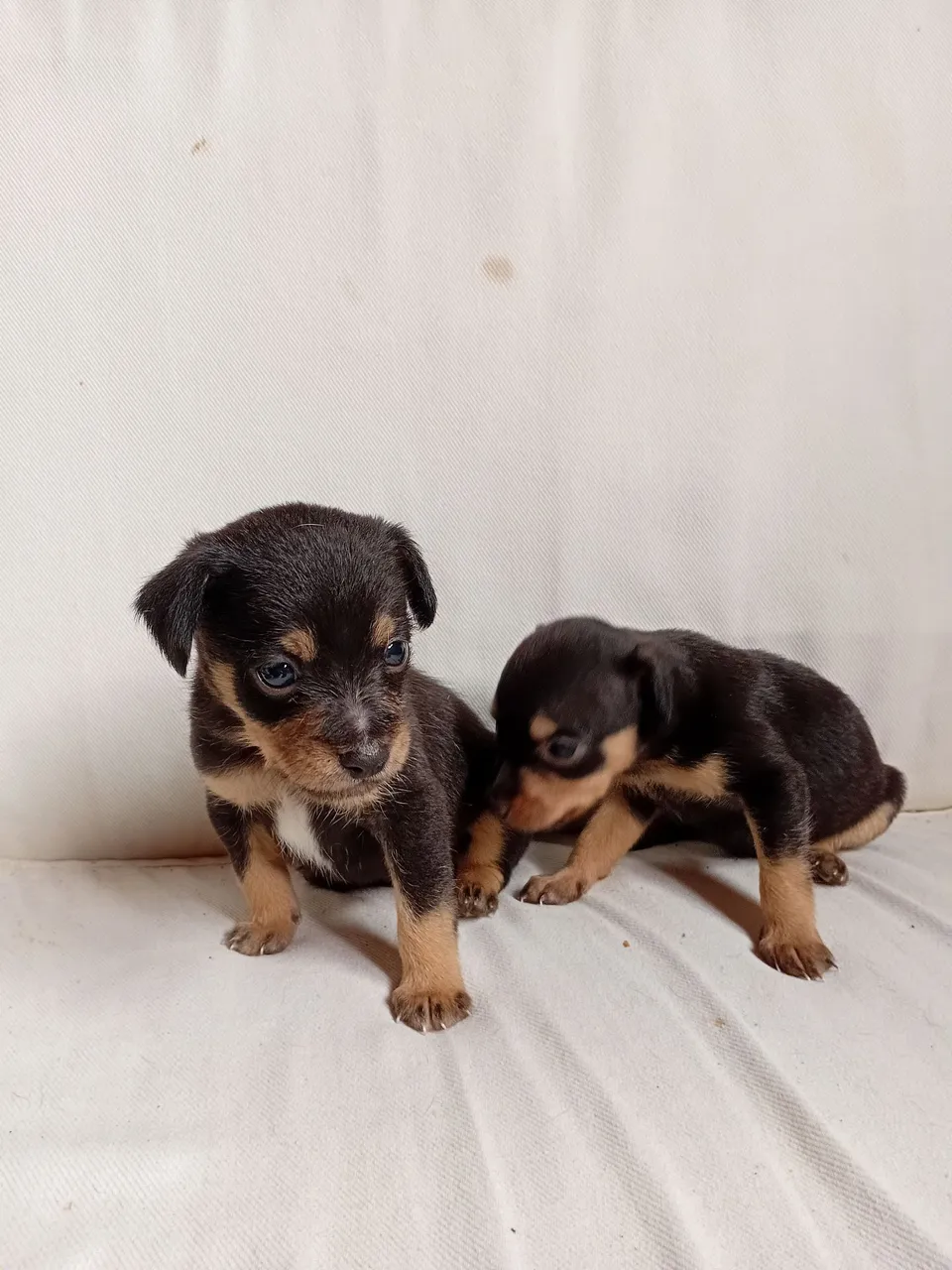 Filhotes de jack - Lindos e Carinhosos!