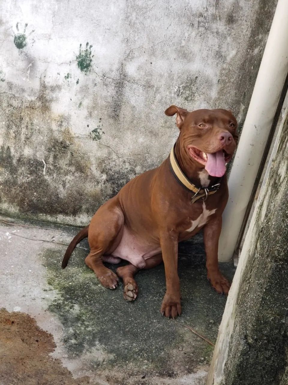 Adoção responsável - Pitbull macho - Foto 2