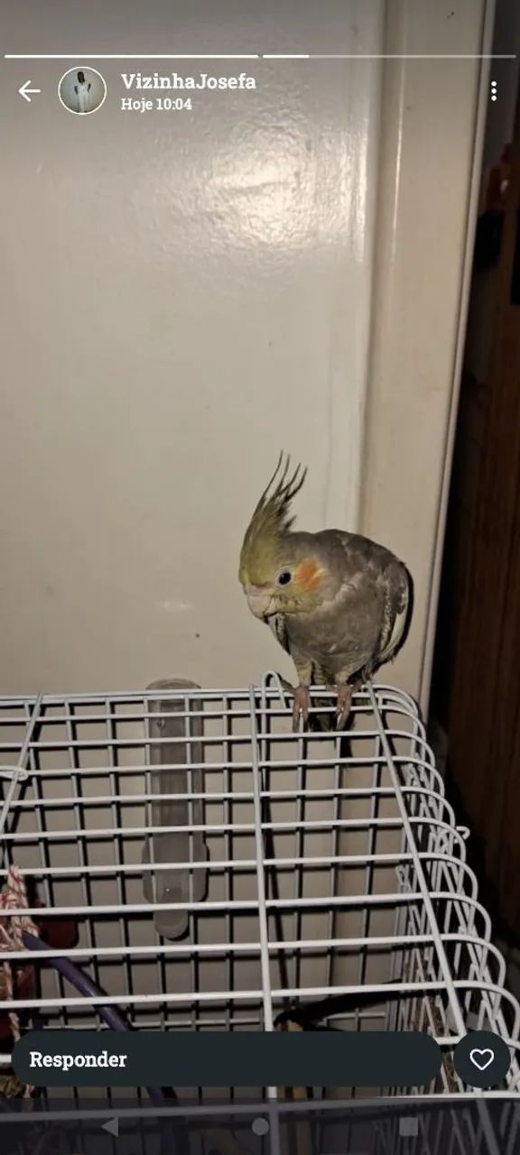 Gaiola pra calopsites - Foto 2