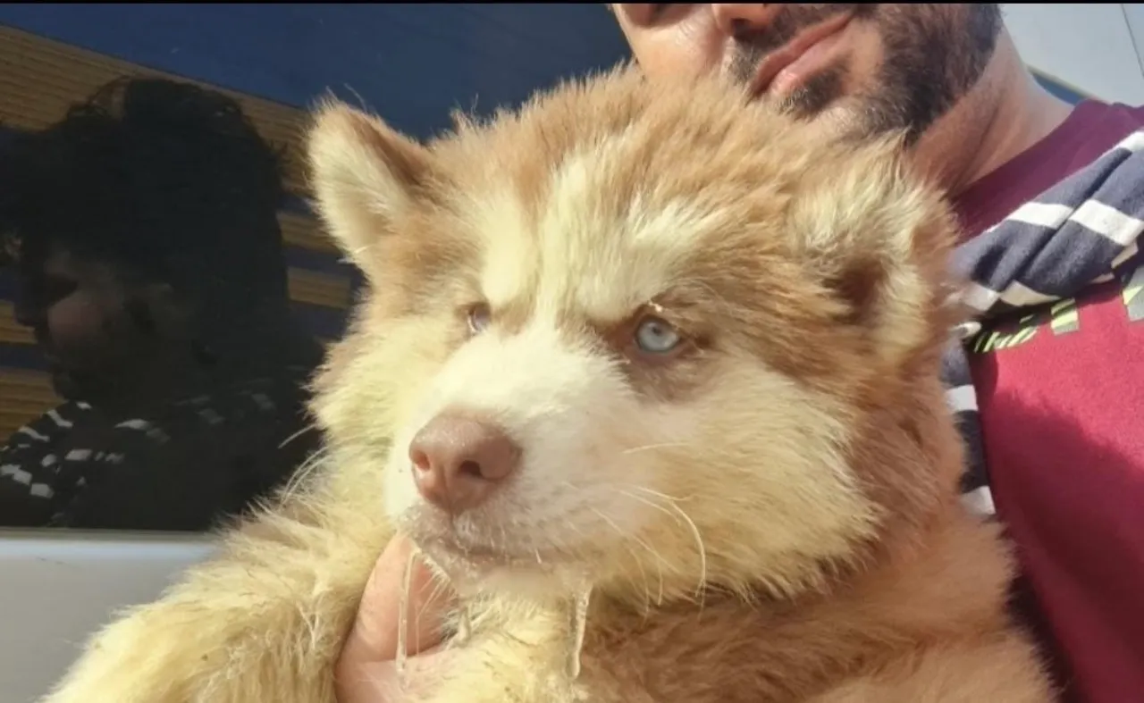 Husky siberiano Wooly