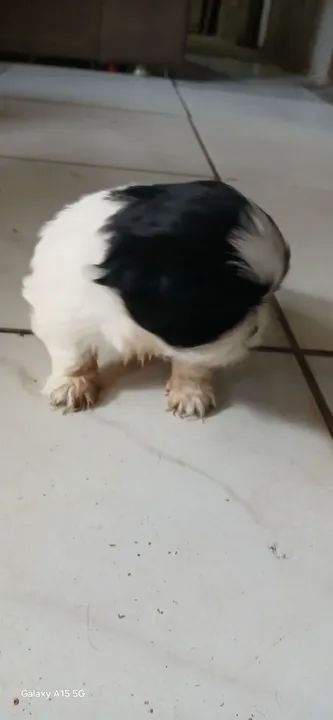 Filhote Shih Tzu - Fofo e Carinhoso - Foto 3