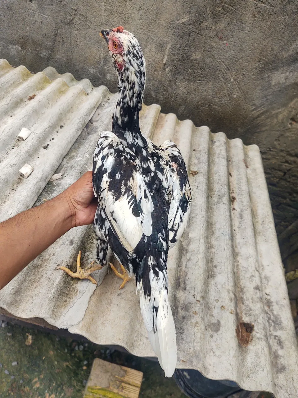 Franga carioca