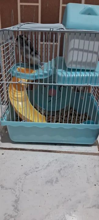 Hamster  - Foto 3