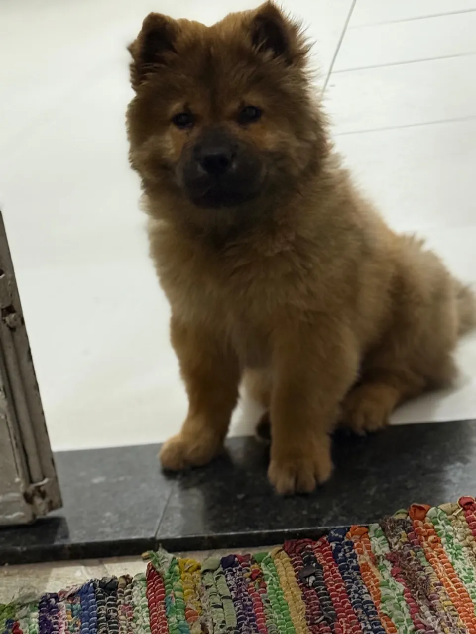 Filhote Chow Chow