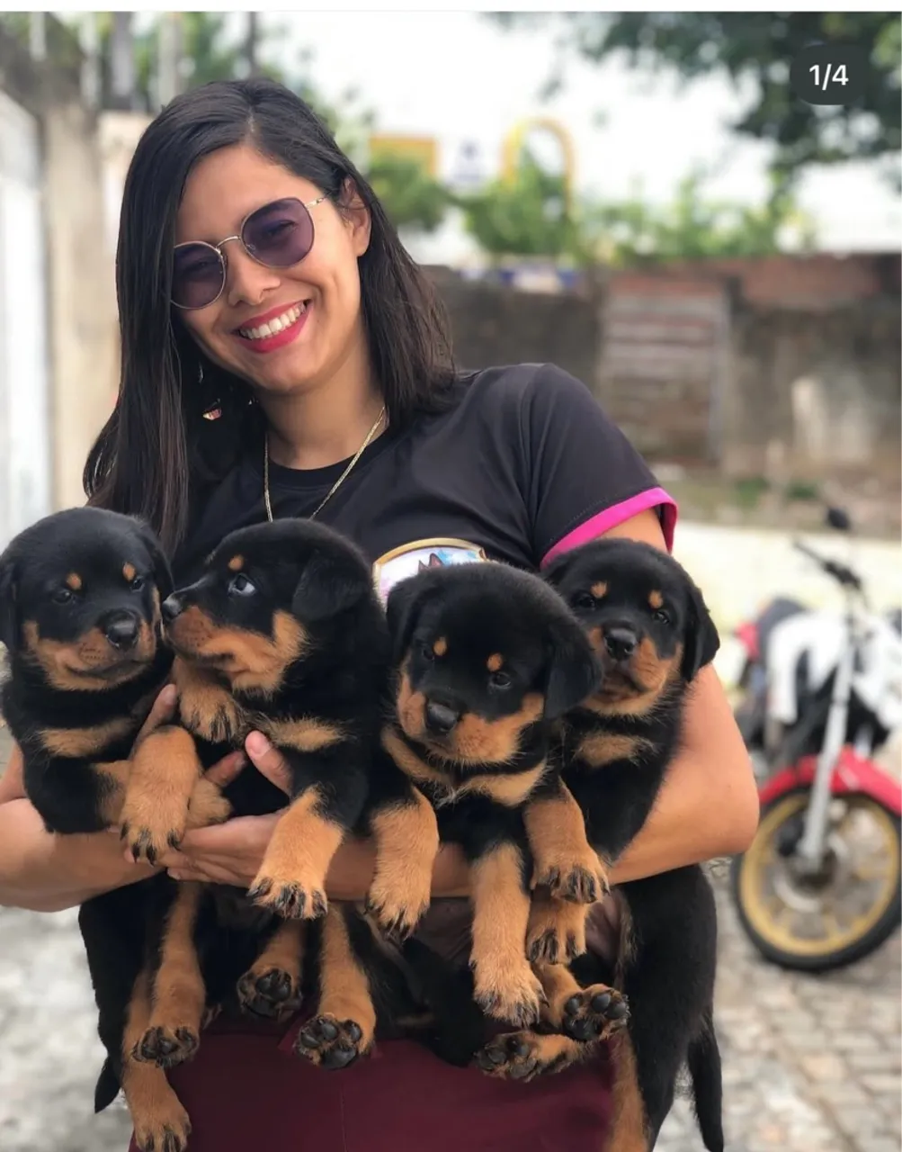 Rottweiler puros porte AMERICANO