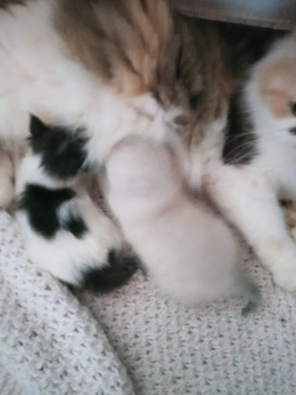 Gatos persas - Foto 2