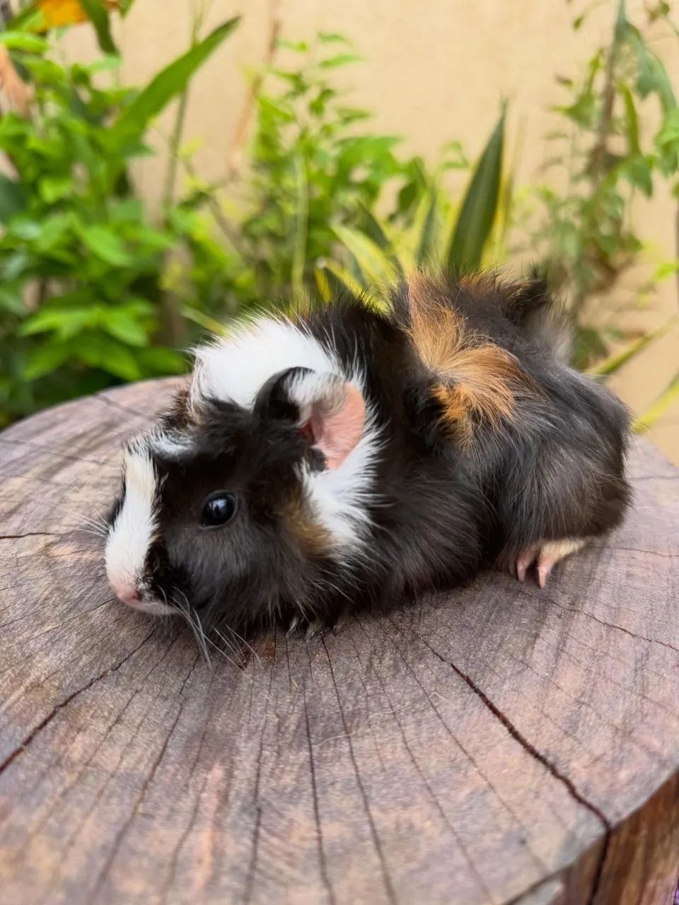 Porquinho abissínio  - Foto 2