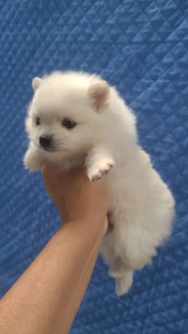 Spitz alemão macho ( lulu da Pomerânia)