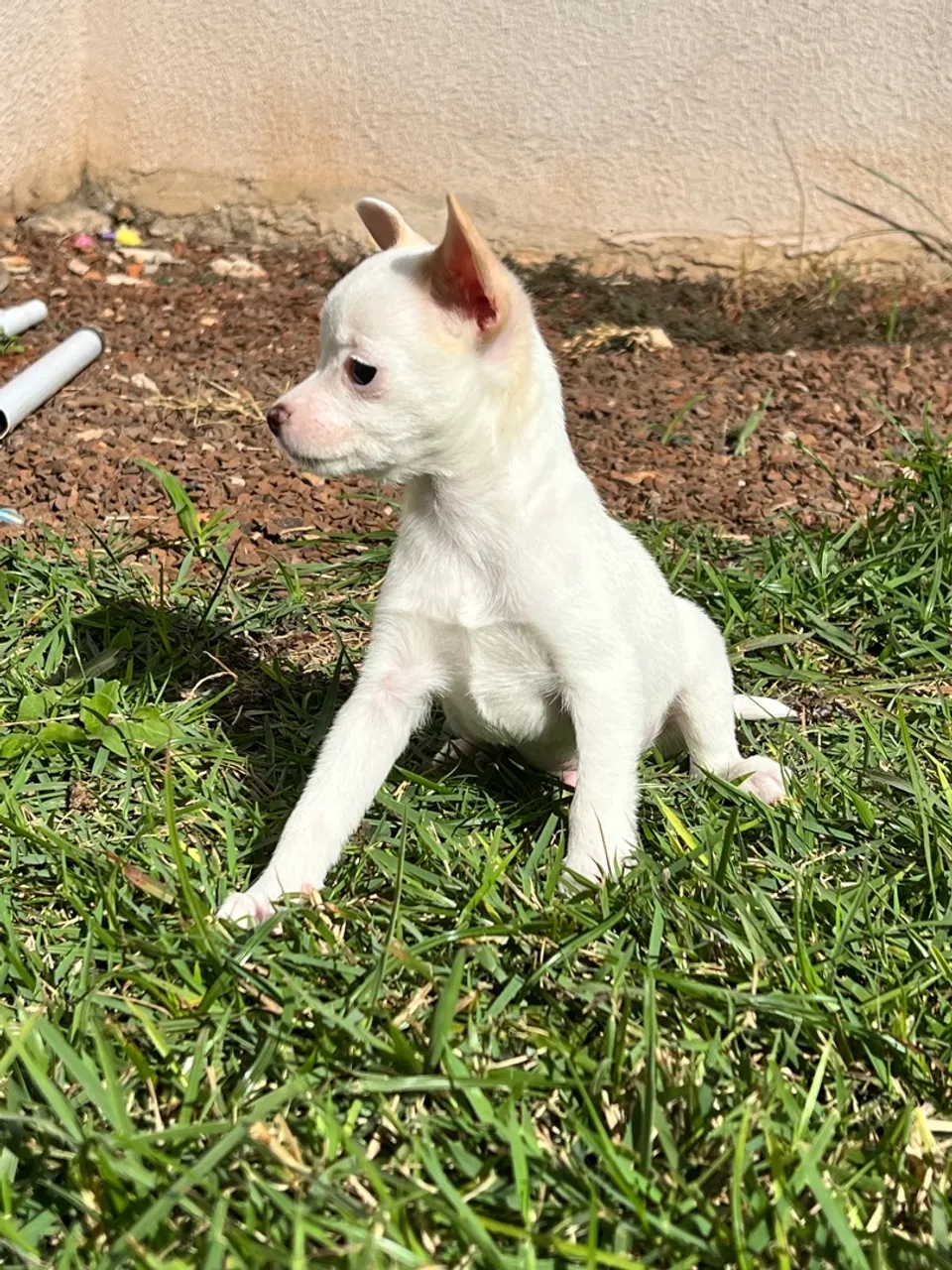 Filhote de Chihuahua Branco