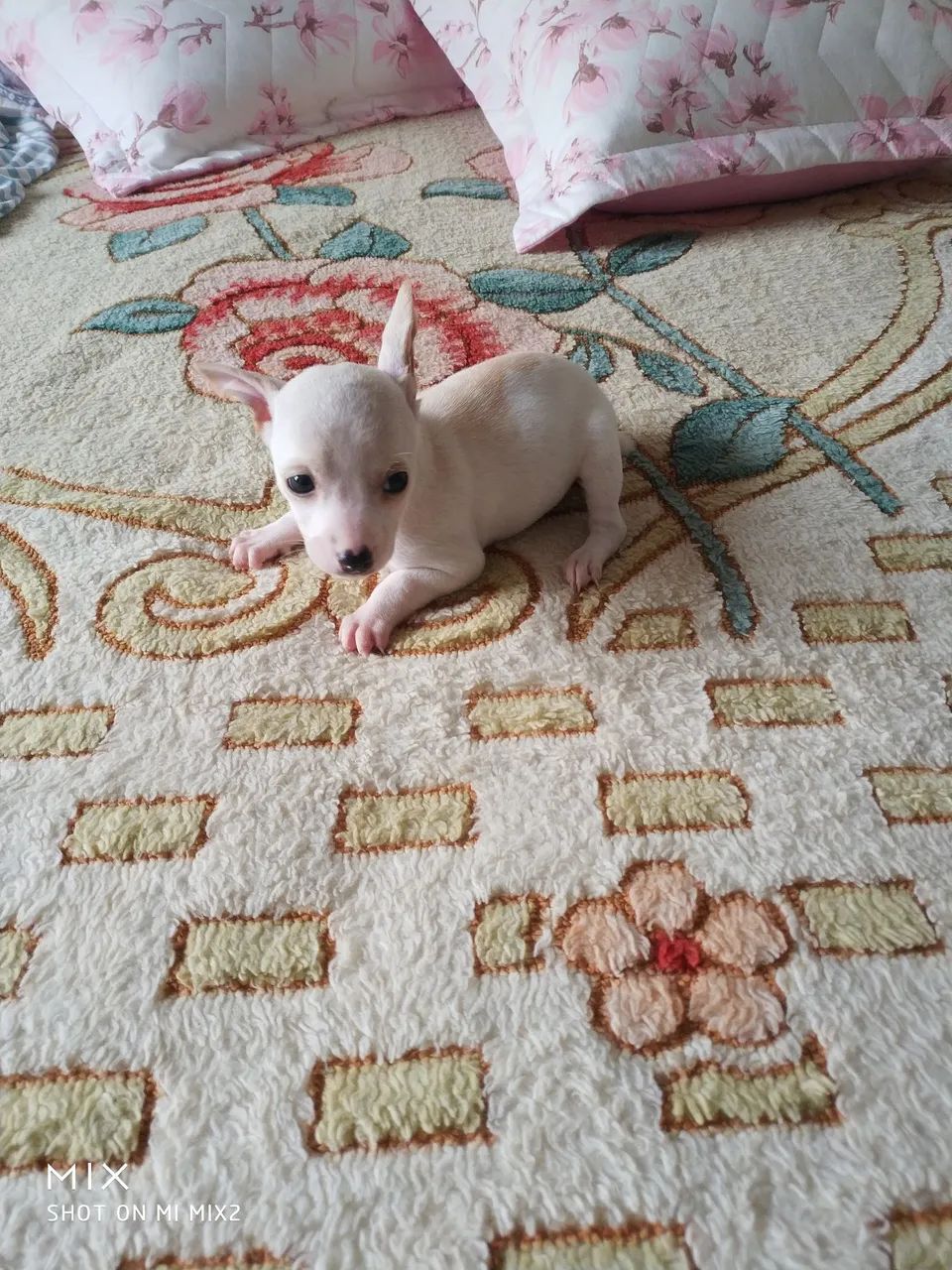 Pinscher zero-muito amor R$1000 - Foto 2