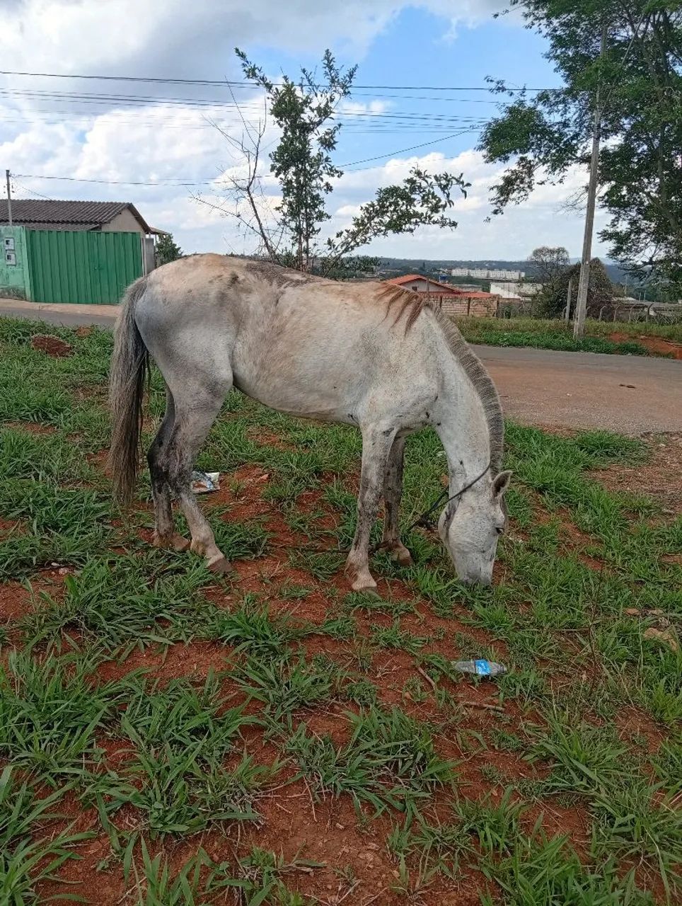 Vendo por 1.500,00 ou troco por bezerra, interessadod só me chamar no ZAP. - Foto 6
