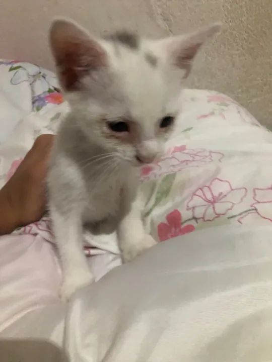 Gatinha branca disponível para adoção - Foto 4