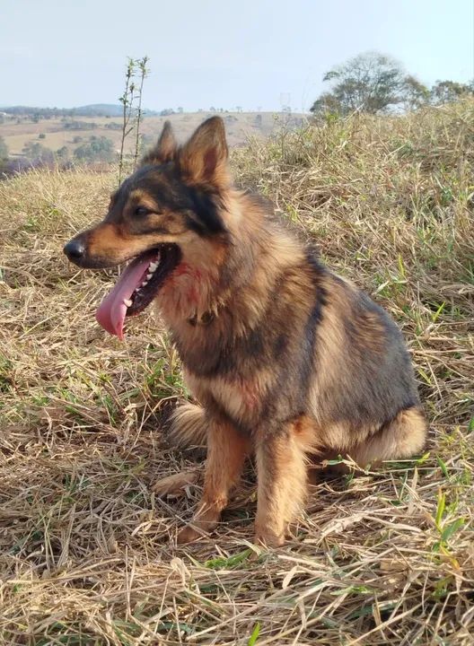 Filhotes de Pastor da Mantiqueira  - Foto 2