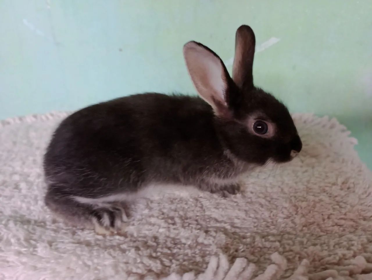 Filhotes de coelhos com 60 dias .lindos filhotes.