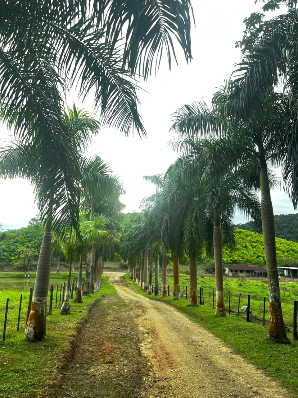 Fazenda de 110 Alqueires
