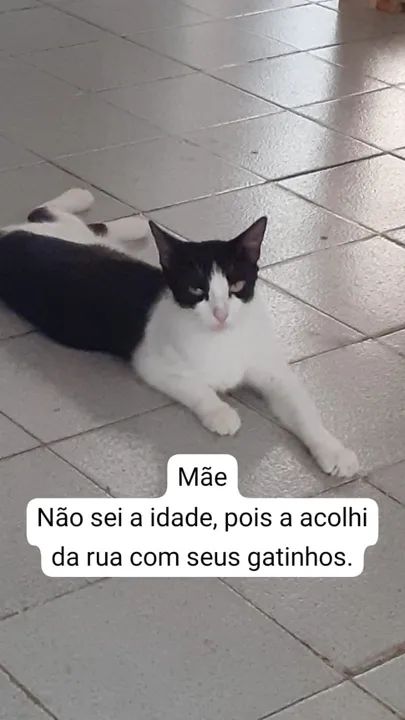 Gatinhas para Adoção Castradas - Foto 4