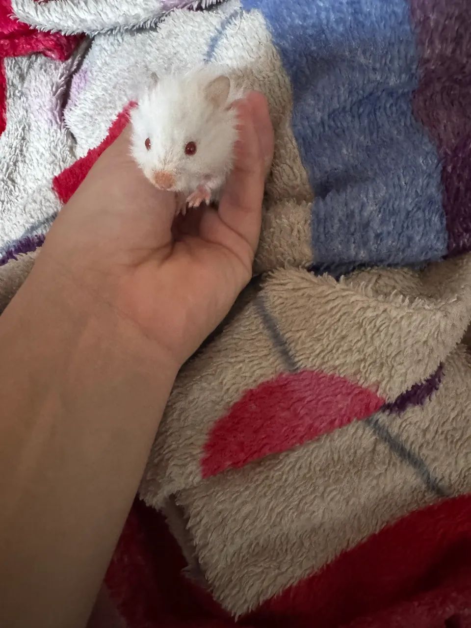 Hamster 63824580167041124