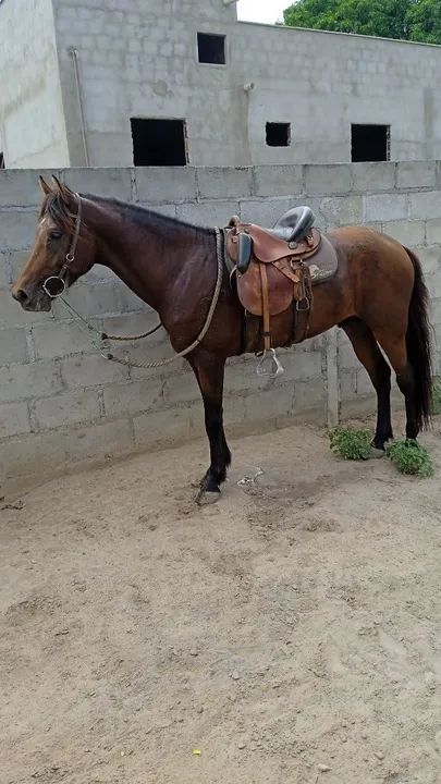 Castradinho de pista dos sonhos! - Foto 5