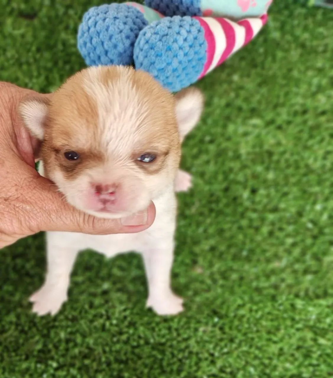 Chihuahua macho Pêlo curto disponivel para reserva 